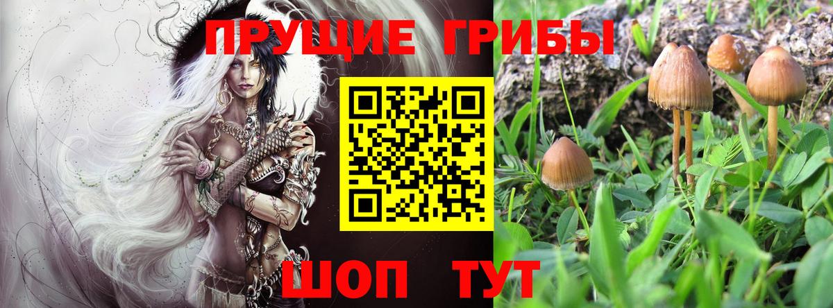 Псилоцибиновые грибы Cubensis Людиново